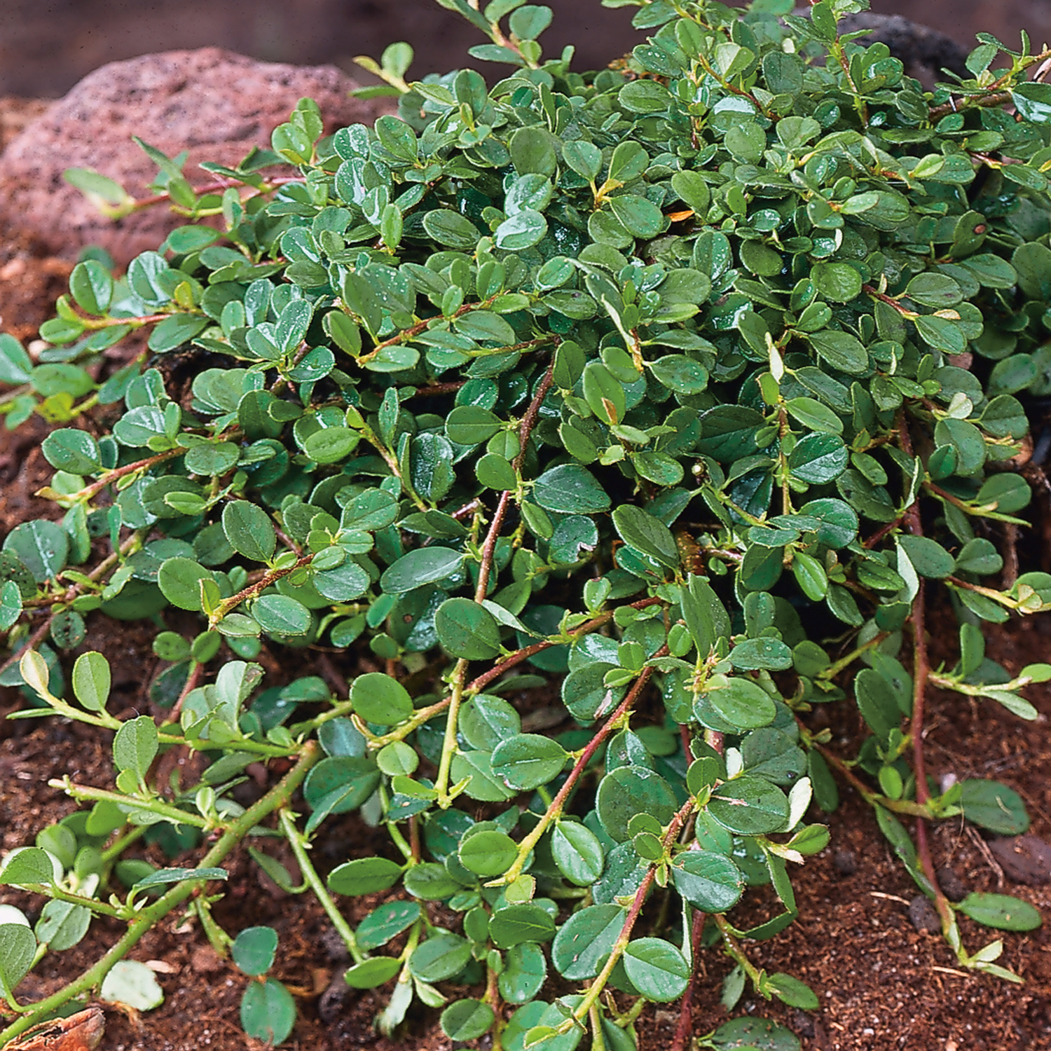 Cotoneaster procumbens 'Queen of Carpets'